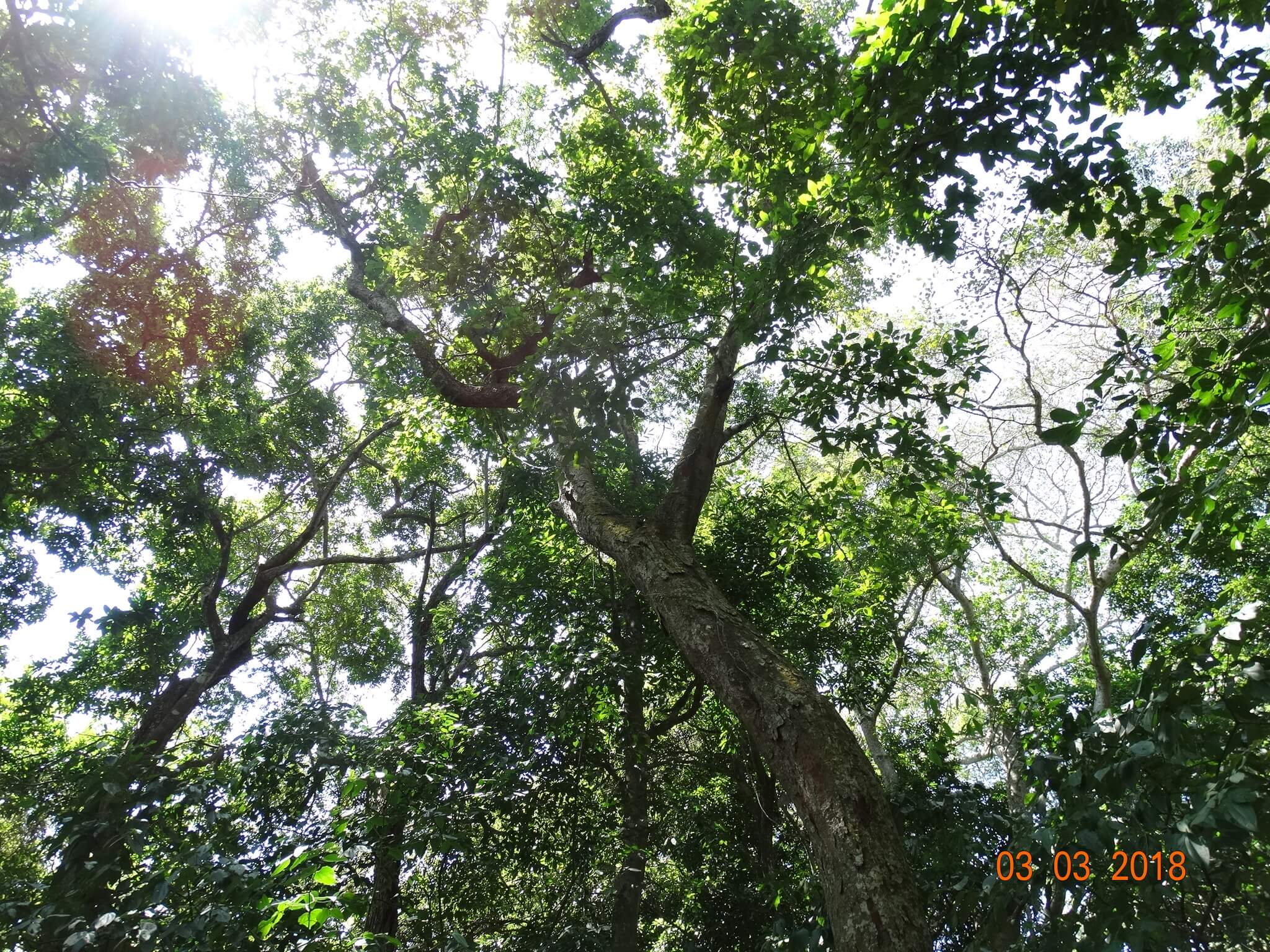 Brosimum alicastrum 